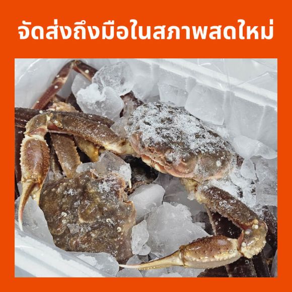 ปูทาราบะสด 1 กก., 1 ตัว 2