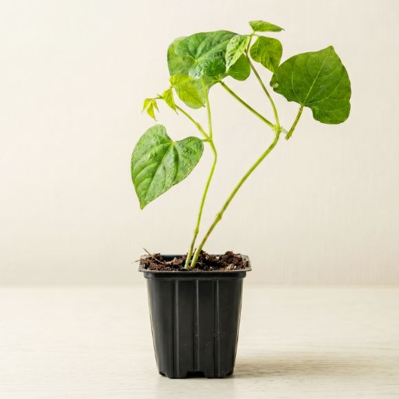 Cây giống đậu que, 1 cây 1