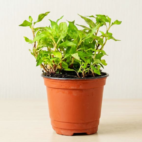 Cây giống rau răm, 1 chậu 1