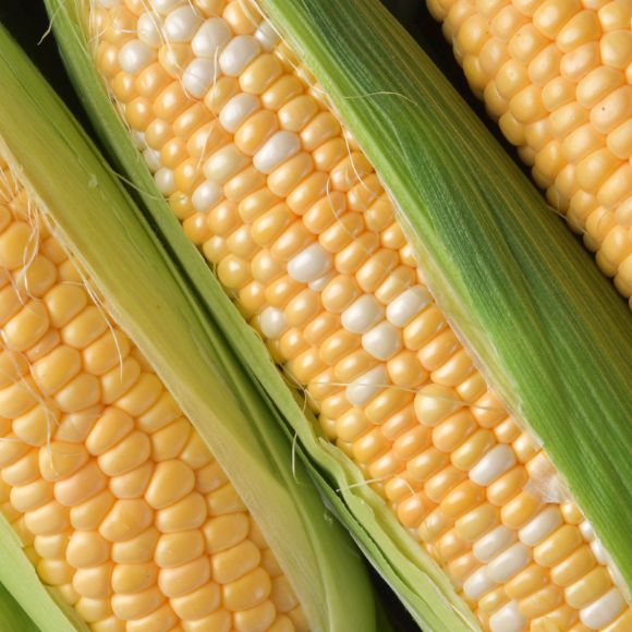Super sweet corn (10ea) 2