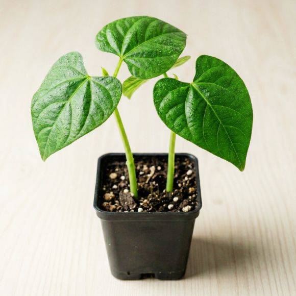 Cây giống đậu đũa, 1 cây 1