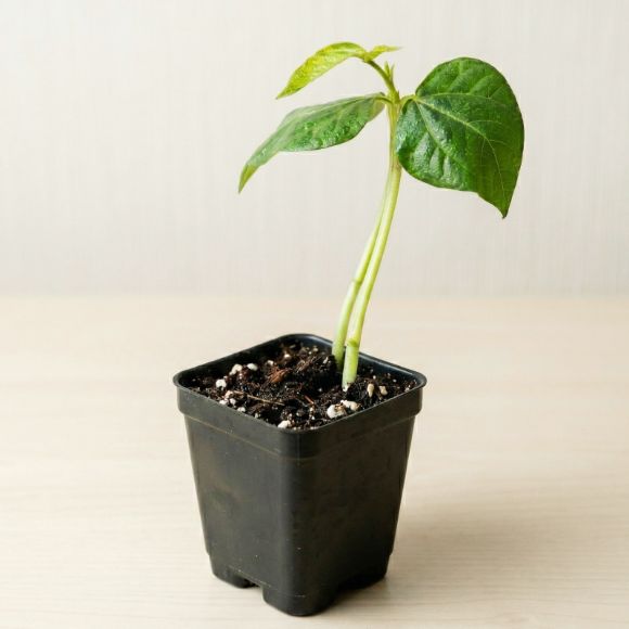 Cây giống đậu đũa, 1 cây 2
