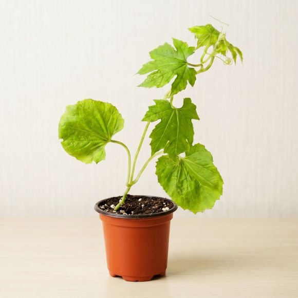 Cây giống khổ qua, 1 cây 1