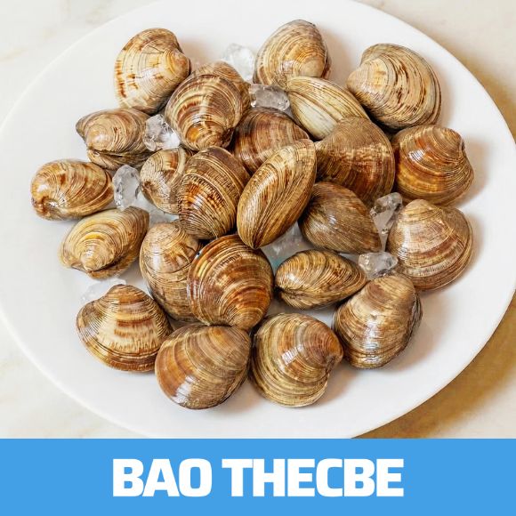 Sò đá sống 1kg 1