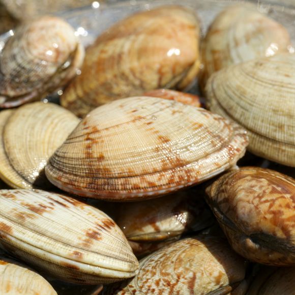 Nghêu sống 1kg 2