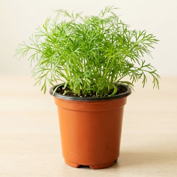 Cây giống rau thì là , 1 chậu 1