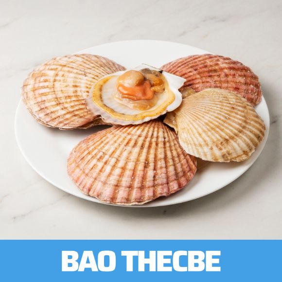 Sò điệp 1kg 1