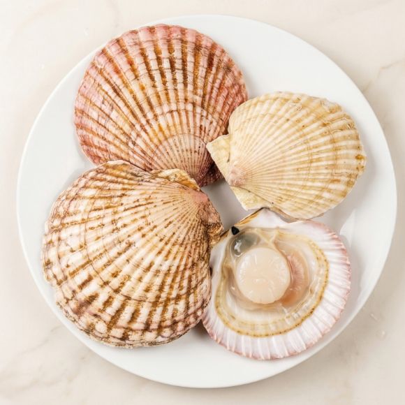 Sò điệp 1kg 2