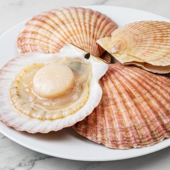 Sò điệp 1kg 3
