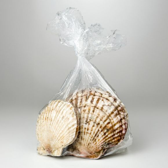 Sò điệp 1kg 4