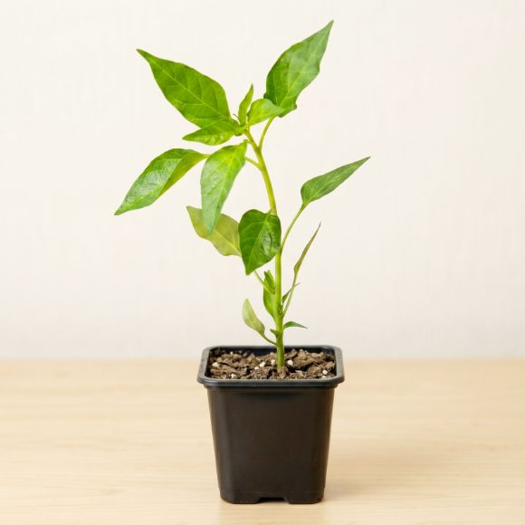 Cây giống ớt, 1 chậu 1