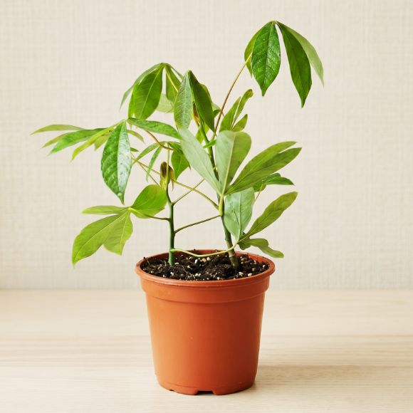 Cây giống sắn / khoai mì, 1 chậu 1