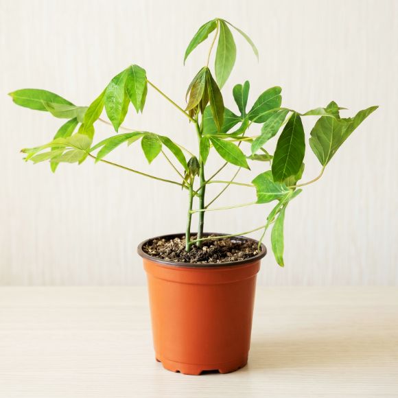 Cây giống sắn / khoai mì, 1 chậu 2