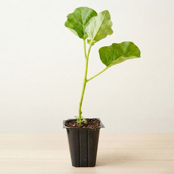 Cây giống cà pháo trái xanh, 1 cây 1