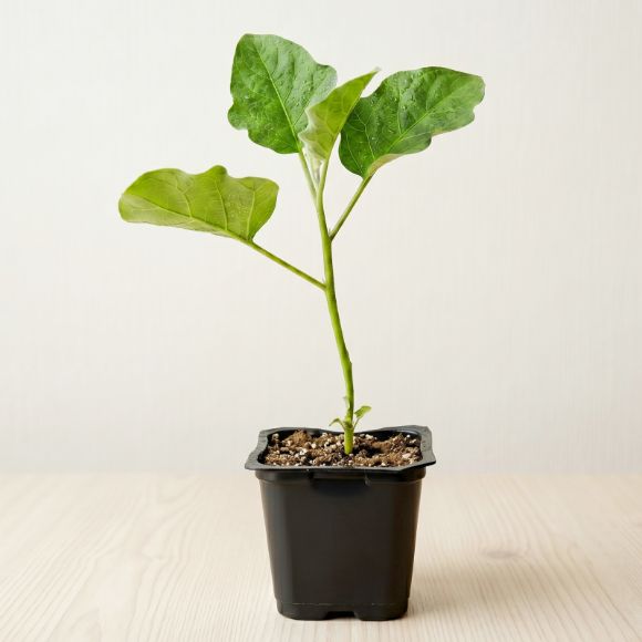 Cây giống cà pháo trái xanh, 1 cây 2