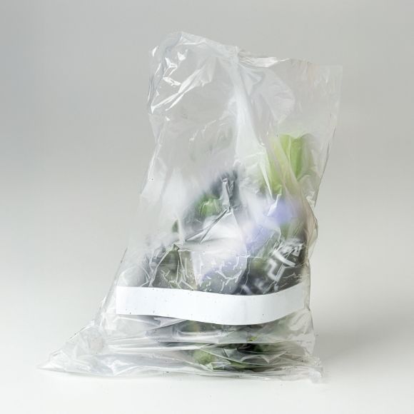 Cây giống rau mùi/ ngò rí, 1 chậu 3
