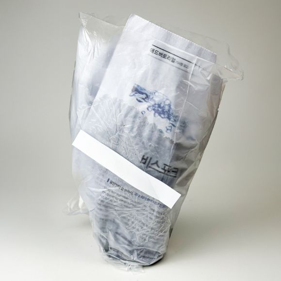 Cây giống rau má, 1 chậu 3