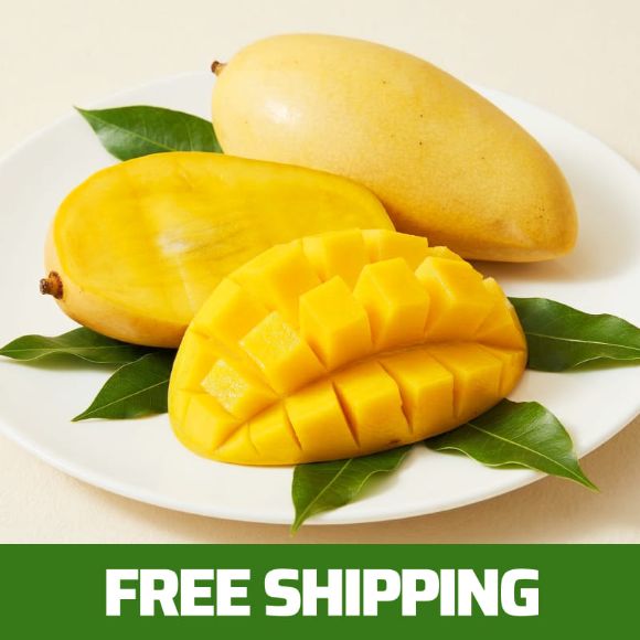 Golden Mango Nam Dok Mai (5–8 pcs) 2.5kg, 1 Box 1