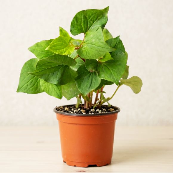 Cây giống rau diếp cá, 1 chậu 1